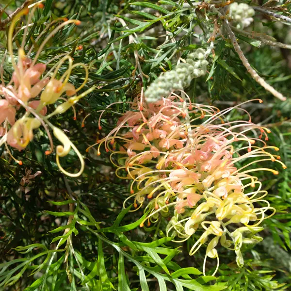 Grevillea Peaches And Cream