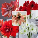 Hippeastrum Last Chance Collection 1 2025 Colhiplc1 - Garden Express Australia