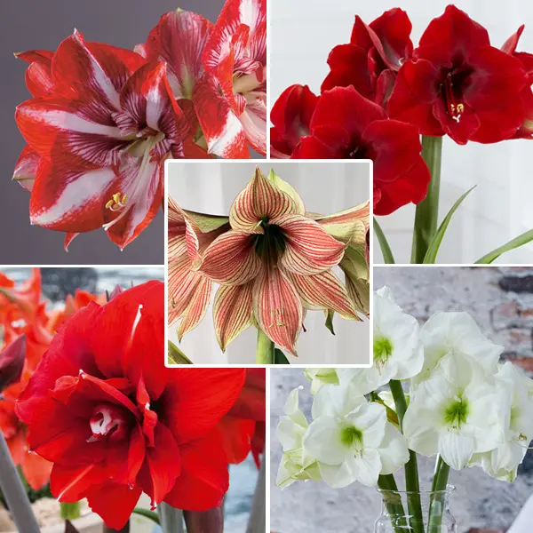 Hippeastrum Last Chance Collection 1