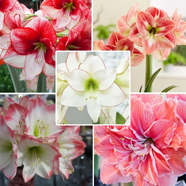 Hippeastrum Last Chance Collection 1