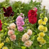 Hollyhock Chaters Double Mixed P68holcdm - Garden Express Australia