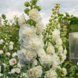 Hollyhock Double White P68holdwh - Garden Express Australia