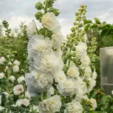 Hollyhock Double White Hollyhock Double White