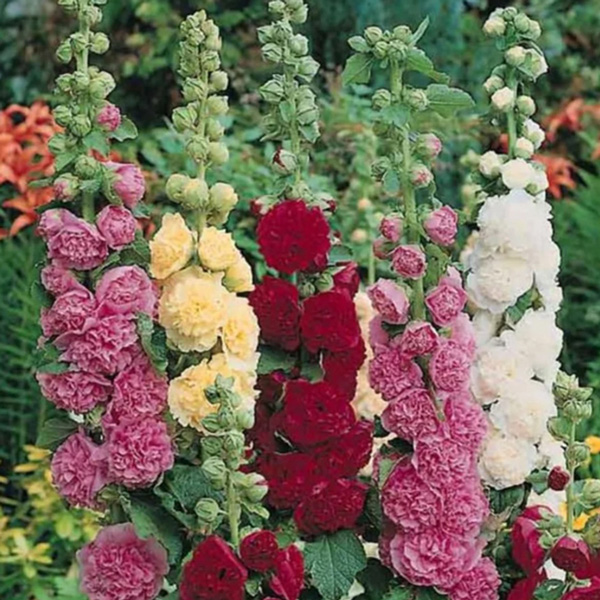 Hollyhock Summer Carnival Mixed Hollyhock Summer Carnival Mixed