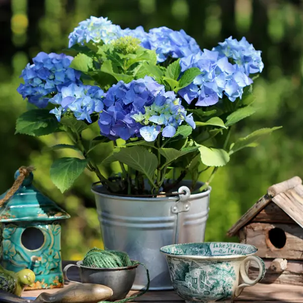 Flowering Hydrangea Blue