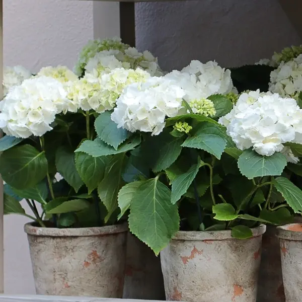 Flowering Hydrangea White Flowering Hydrangea White