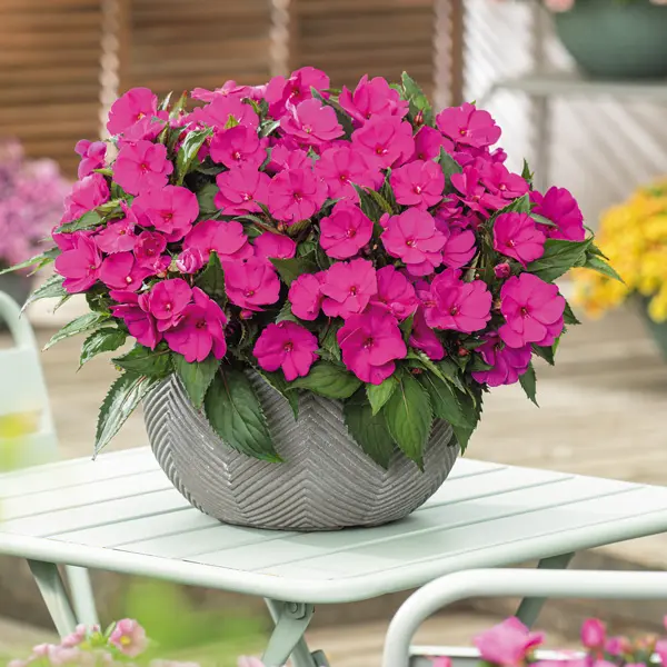 Sunpatiens Compact Purple