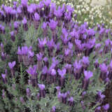 Lavender Sensation Blue