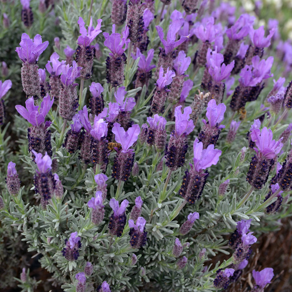 Lavender Sensation Blue