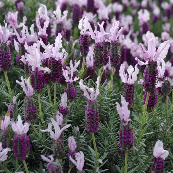 Lavender Sensation Pink