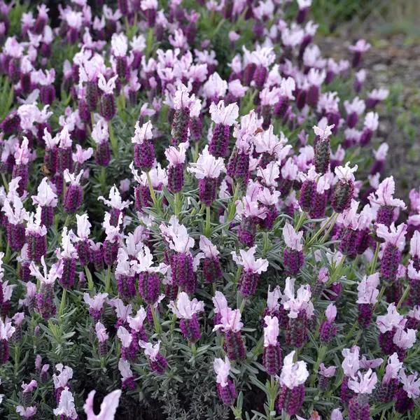 Lavender Sensation Pink