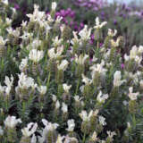Lavender Sensation White