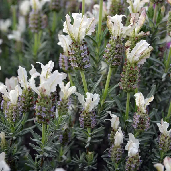 Lavender Sensation White