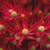 Leuc Cheeky Lpoleuche - Garden Express Australia