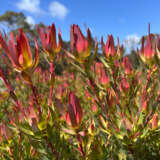Leucadendron Janes Blush Lpolcdjbl - Garden Express Australia
