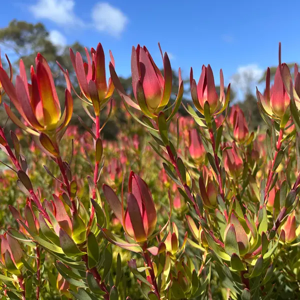 Leucadendron Janes Blush Leucadendron Janes Blush