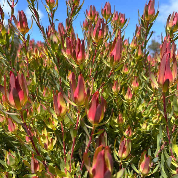 Leucadendron Janes Blush