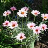 Leucanthemum African Rose