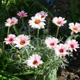 Leucanthemum African Rose Leucanthemum African Rose