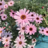 Leucanthemum African Rose P14leuars - Garden Express Australia