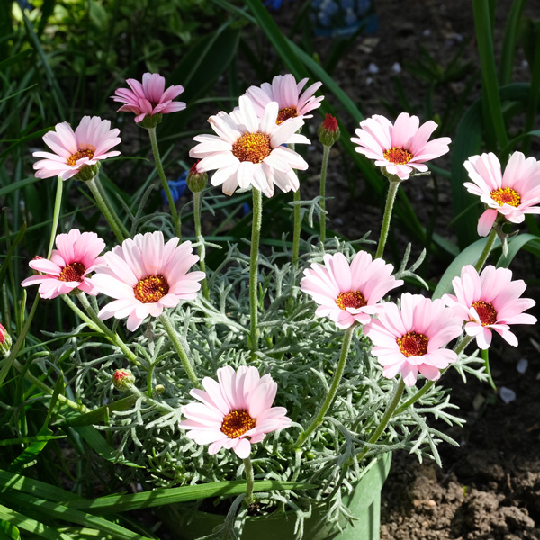 Leucanthemum African Rose