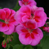 Pelargonium Flower Fairy Velvet P14pelffv - Garden Express Australia