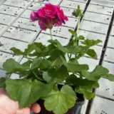 Pelargonium Flower Fairy Violet Pelargonium Flower Fairy Violet