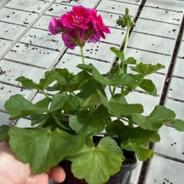 Pelargonium Flower Fairy Violet