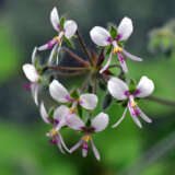 Pelargonium- Peppermint Scented Geranium