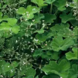 Pelargonium Peppermint Scented Geranium P68pelpmt - Garden Express Australia