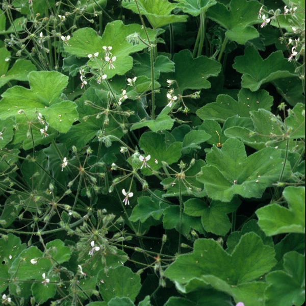 Pelargonium- Peppermint Scented Geranium