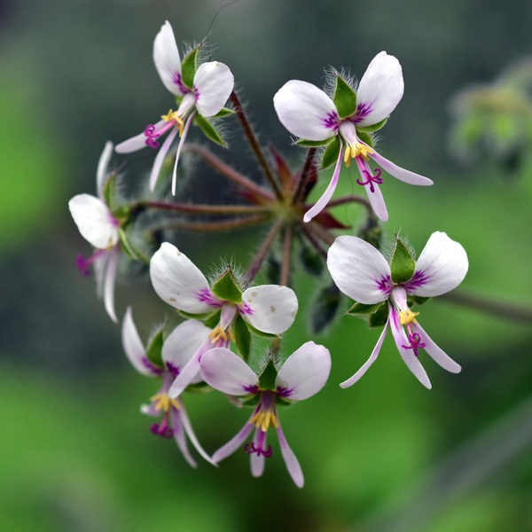 Pelargonium- Peppermint Scented Geranium