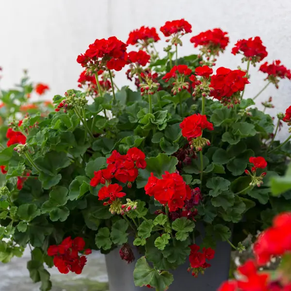 Pelargonium Red Geranium