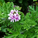 Pelargonium Rose Scented Geranium P68pelrsc - Garden Express Australia