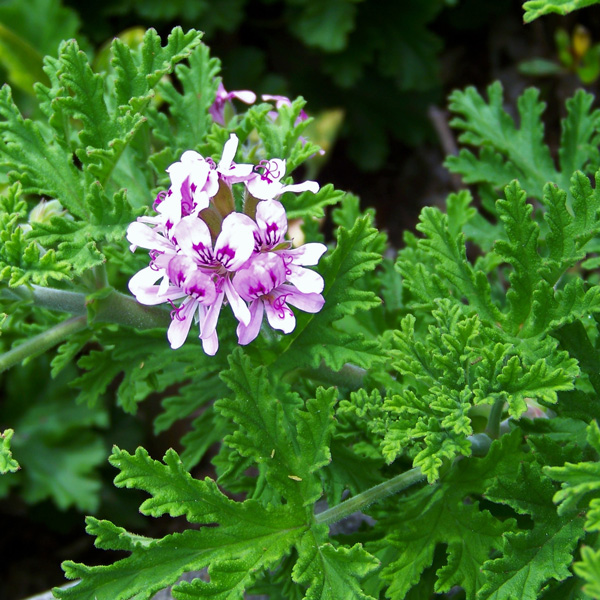 Pelargonium- Rose Scented Geranium