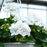 Pelargonium White Geranium P68pelwht - Garden Express Australia