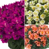 Princess Lily Collection 4 2025 Colplico4 - Garden Express Australia