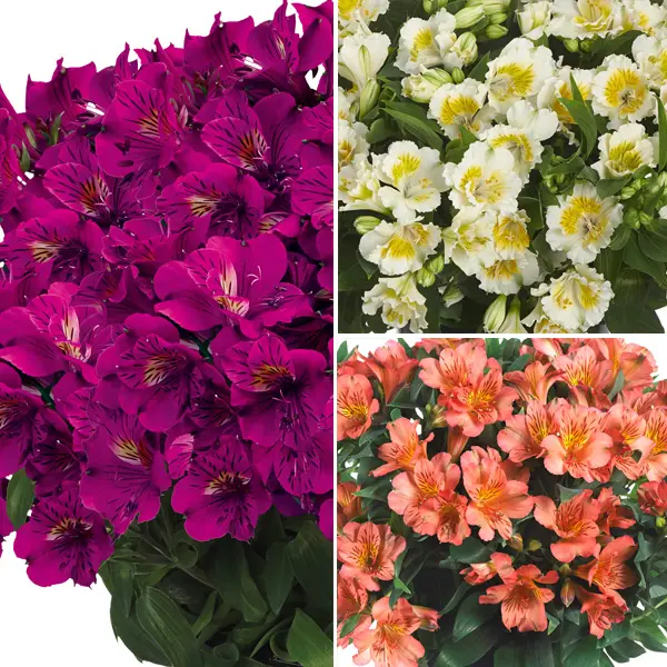 Princess Lily Collection 4- 3 Plants Princess Lily Collection 4- 3 Plants