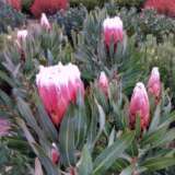 Protea Polar Blush P75propbl - Garden Express Australia