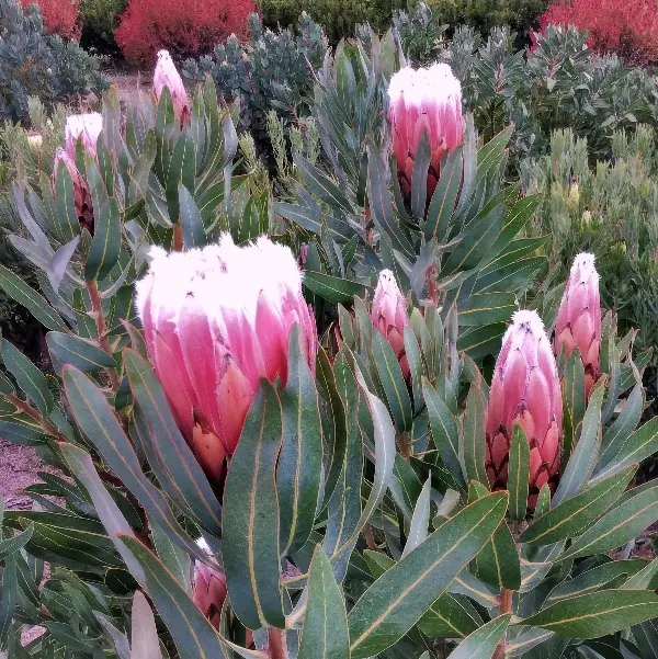 Protea Polar Blush Protea Polar Blush