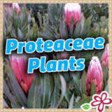 Proteaceae Plants