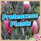 Proteaceae Plants