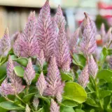 Ptilotus Matilda P14ptimat - Garden Express Australia