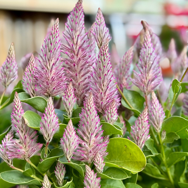 Ptilotus Matilda