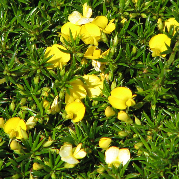Pultenaea Pyalong Gold