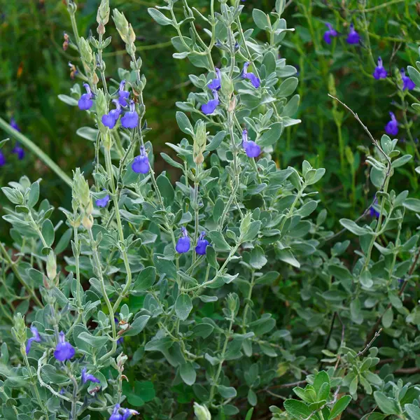 Salvia Chamaedryoides- Germander Sage