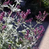 Salvia Lancelot P68sallan - Garden Express Australia