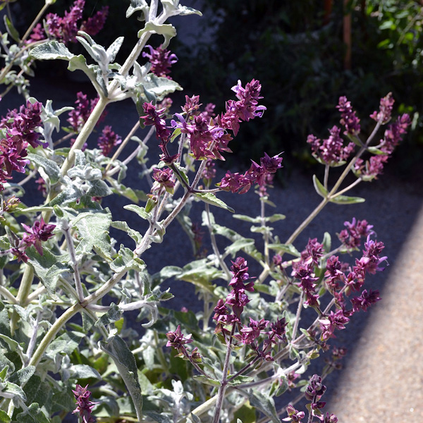Salvia Lancelot
