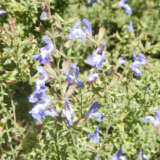 Salvia Muirii Cape Sage P68salmur - Garden Express Australia