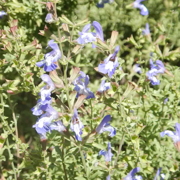 Salvia Muirii- Cape Sage